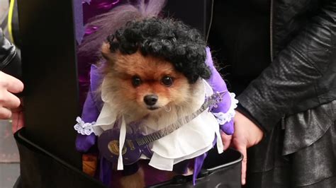 Dogs don creative costumes at the Tompkins Square Halloween Dog Parade ...