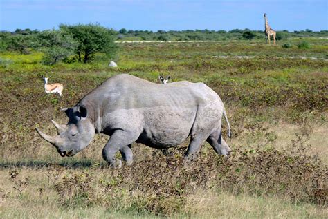 Why Namibia's Etosha National Park Should Be On Your Dream Safari List - Travel Bliss Now