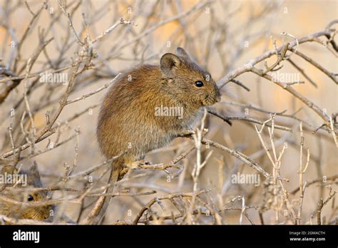 A Karoo bush rat (Otomys unisulcatus) in natural habitat, South Africa Stock Photo - Alamy