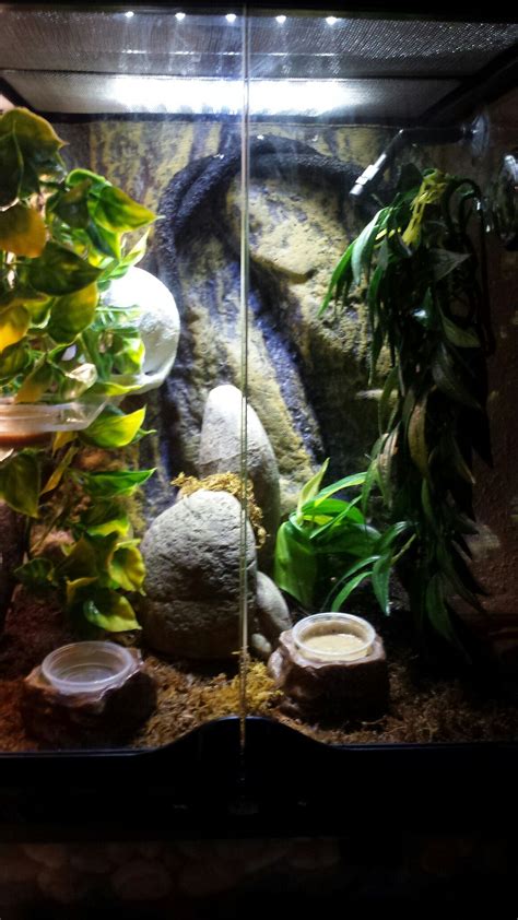 Crested gecko habitat | Crested gecko habitat, Gecko habitat, Crested gecko