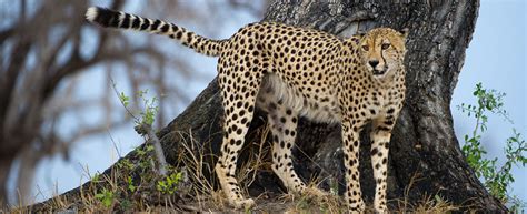 Wilderness Wildlife Trust Wilderness Wildlife Trust | Hwange Cheetah Conservation Project