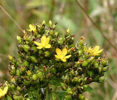 Plant Identification: CLOSED: yellow weed blooming now, 1 by melody