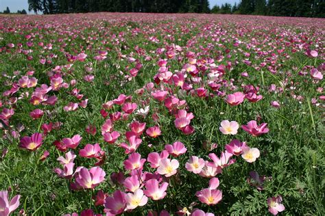 Poppy - California Purple Gleam - Oregon Wholesale Seed Company