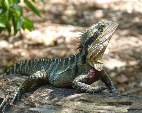 Wasserdrache/Eastern Water Dragon (Physignathus lesueurii) - Australien Blog