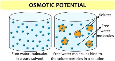 Difference Between Osmotic Pressure and Osmotic Potential (with Comparison Chart) - Biology Reader