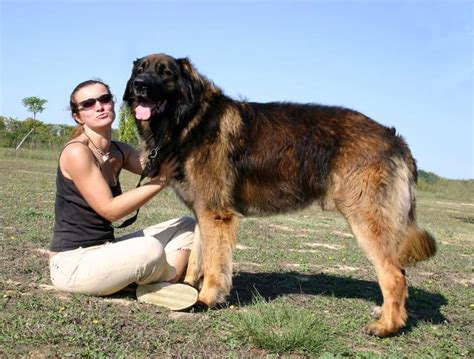 The Leonberger - A Comprehensive Guide to the Lion-like Gentle Giant ...