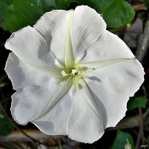 Moonflower