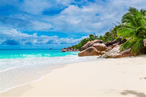 Coconut palm tree, Maldives, Seychelles, beach HD wallpaper | Wallpaper Flare