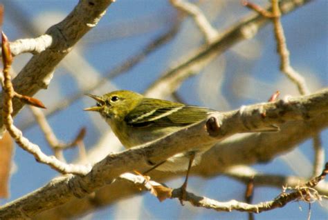 Utah Bird Records Committee - Sighting Record