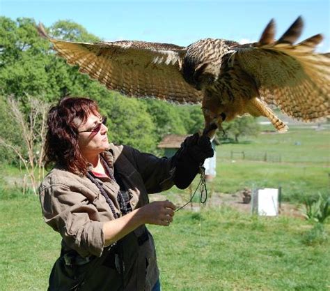 Cailleach (pronounced Kay-leesh) - A Eurasian Eagle Owl - Picture of ...