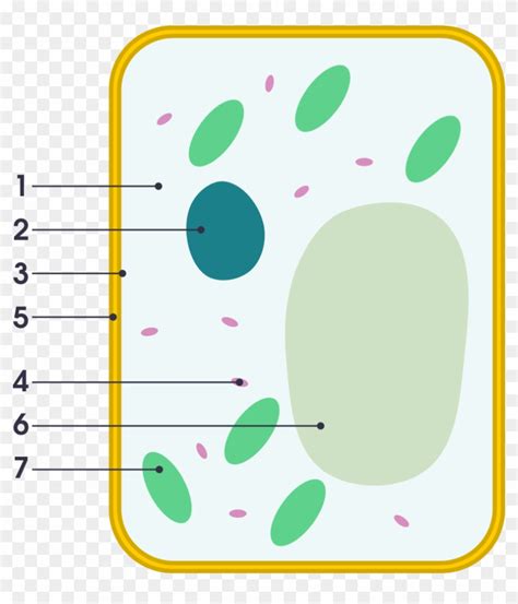 Plant Cell Diagram Unlabeled - Cells - worksheet from EdPlace - As an analytical biochemistry ...