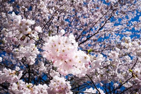 Lilac Sunday at the Arboretum is preceded the week before by Cherry Saturday | Universal Hub