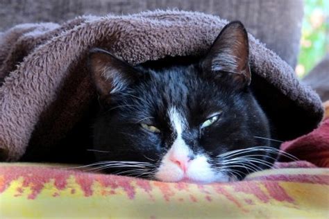 When Cats Catch a Cold: Feline Upper Respiratory Disease - The Conscious Cat