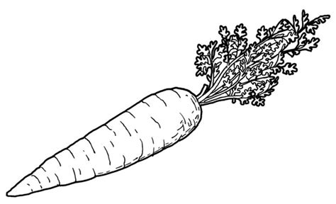 drawing of carrot – Line art illustrations