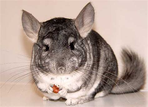 Chinchilla - World's Softest Fur | Animal Pictures and Facts | FactZoo.com