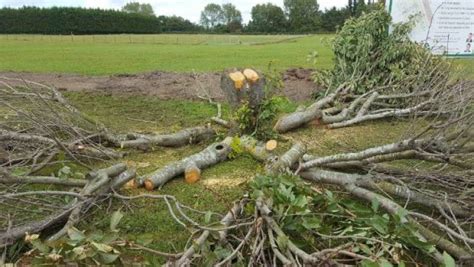 What Happens To The Roots After Cutting Down A Tree? | We Care Green