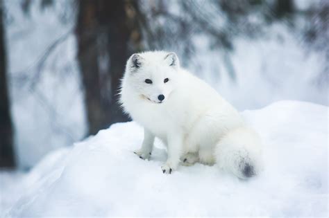 Arctic Foxes