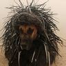 Porcupine Dog's Costume | Unique DIY Costumes