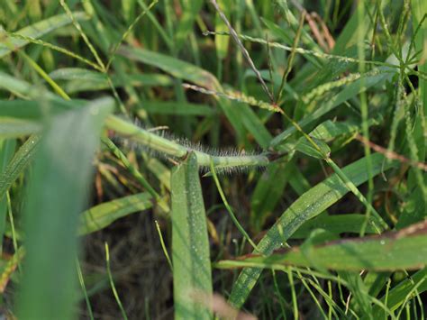 Large Crabgrass | College of Agriculture, Forestry and Life Sciences ...