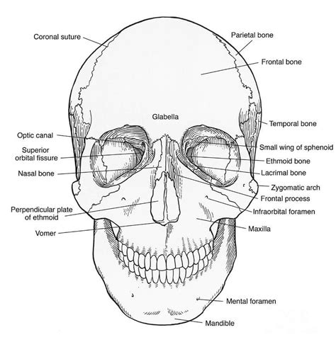 Printable Blank Skull Diagram