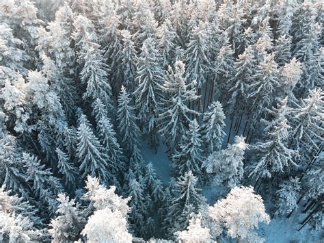 Aerial Photography of Trees Covered with Snow · Free Stock Photo