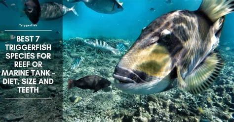 7 Types of Triggerfish and Triggerfish Teeth