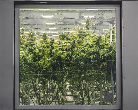 Indoor cannabis cultivation facilities built with steel panels.