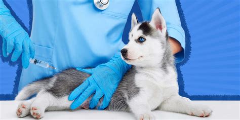 Rabies Vaccine For Dogs: Why It’s So Important - DodoWell - The Dodo