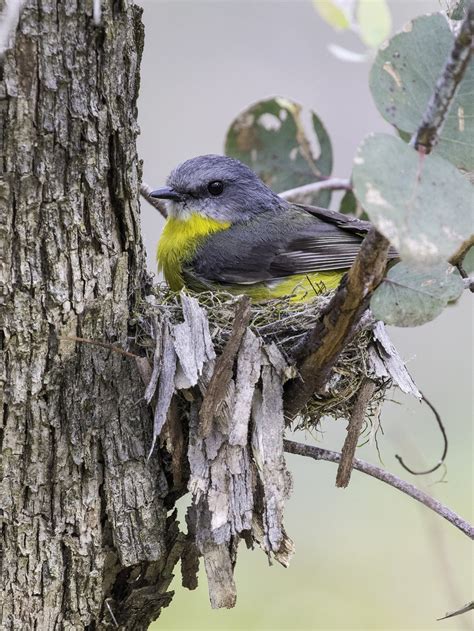 The eastern yellow robin. Photo by Geoff Park. | Download Scientific ...