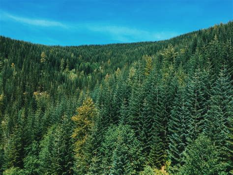 Free Images : landscape, tree, nature, wilderness, mountain, meadow, green, evergreen, fir ...