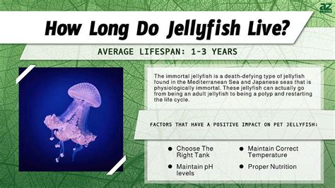 Jellyfish Lifespan: How Long Do Jellyfish Live? - A-Z Animals