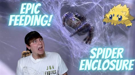 Jumping Spider Enclosure And Epic Feeding Video! - YouTube