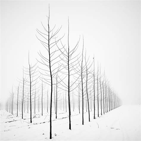 Black And White Snowy Trees