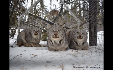 Lynx and Landscapes: How Prey and Habitat Influence the Behaviour of Canada Lynx in the Yukon ...