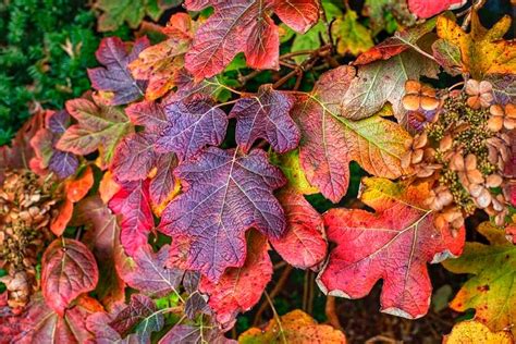 Oakleaf Hydrangea | Hydrangea quercifolia | Plant Addicts