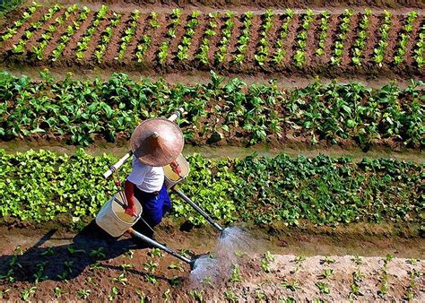 Traditional Farming Practices for Enhanced Food Security Muslim Science