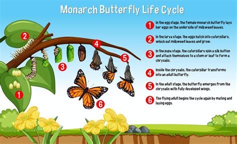 Ciclo de vida da borboleta monarca | Vetor Grátis