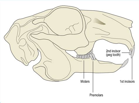 Dental anatomy of the rabbit -skull, lateral aspect. | Download ...