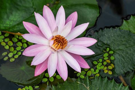 Free picture: flora, garden, nature, lotus, petal, leaf, flower ...