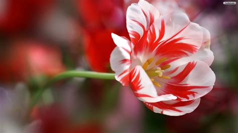 🔥 [50+] White and Pink Flowers Wallpapers | WallpaperSafari