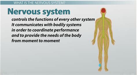 Types Of Nerve Cells