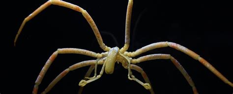 Sea Spiders Stay Alive by Pumping Their Guts, Not Their Heart, to ...