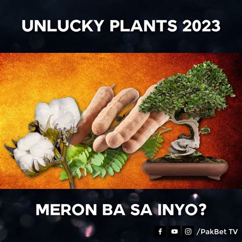 6 Unlucky Plants na Dapat Mong Iwasan Ipasok sa Loob ng Iyong Bahay sa 2023 - Year of The RABBIT ...