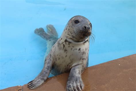 Free Images : biology, fauna, seals, vertebrate, harbor seal, marine mammal 5184x3456 - - 44061 ...