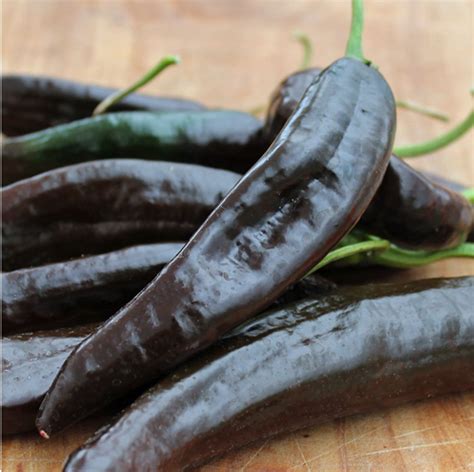 Chilaca Pepper Pasilla Bajio Chile Capsicum annuum - 20 Seeds