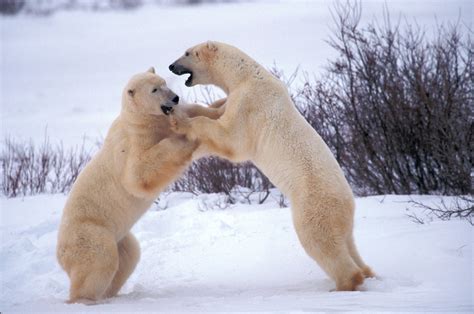 Polar Bear Tours | Polar Bears of Churchill | Nature Tours | Manitoba