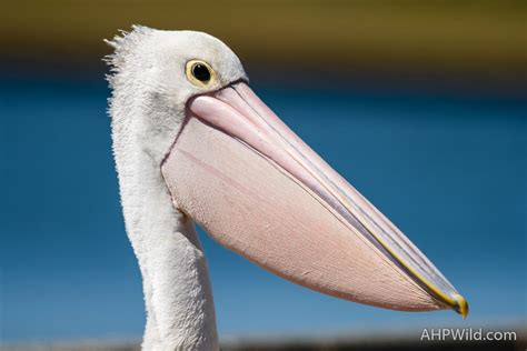 Australian Pelican – AHP Wild