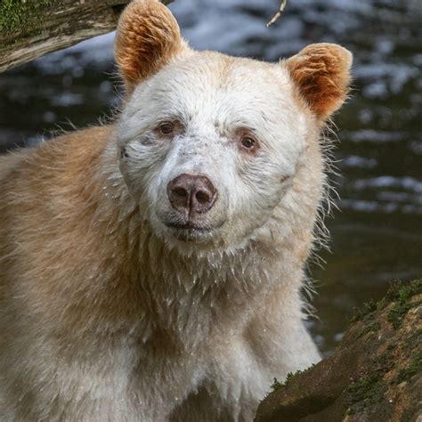 Bears : Why Don T Bears Muscles Wither During Hibernation Technology Networks - tohow5131eb3