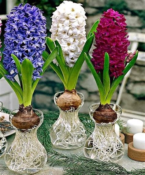 SÜMBÜL (Hyacinthus) BAKIMI | Çiçek Bakımı, Çiçek Çeşitleri, Çiçek ...