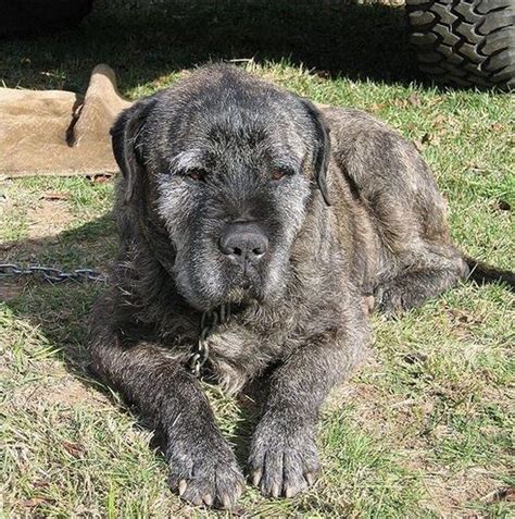 Irish Wolfhound Pitbull Mix